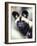 Wild Dog-Adam Jones-Framed Photographic Print