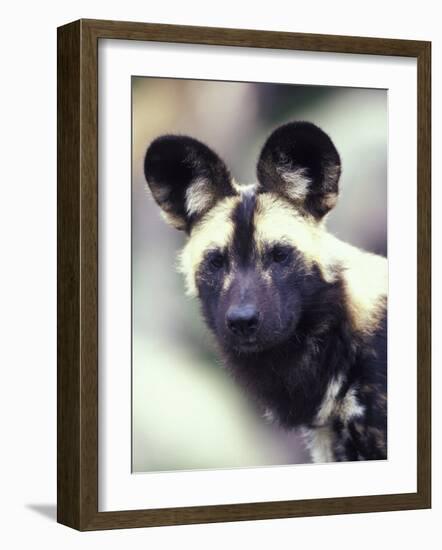 Wild Dog-Adam Jones-Framed Photographic Print