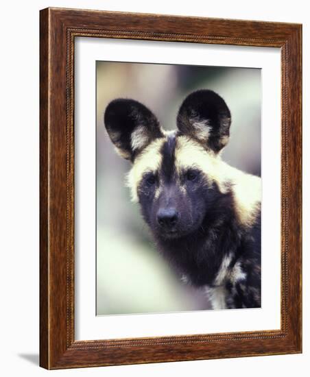 Wild Dog-Adam Jones-Framed Photographic Print