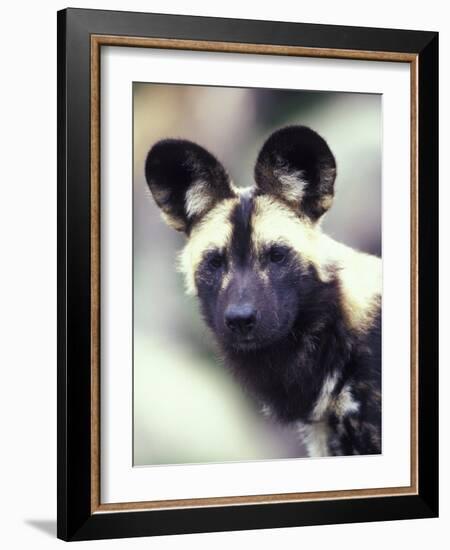 Wild Dog-Adam Jones-Framed Photographic Print