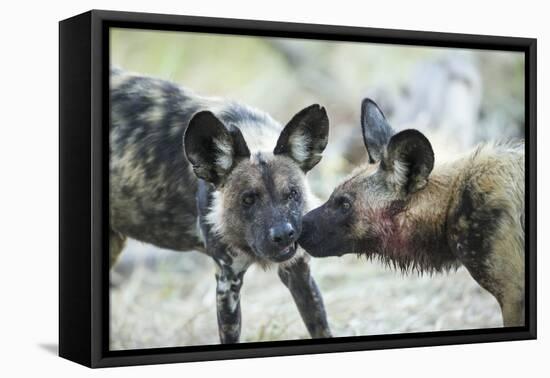 Wild Dogs at Dawn, Moremi Game Reserve, Botswana-Paul Souders-Framed Premier Image Canvas