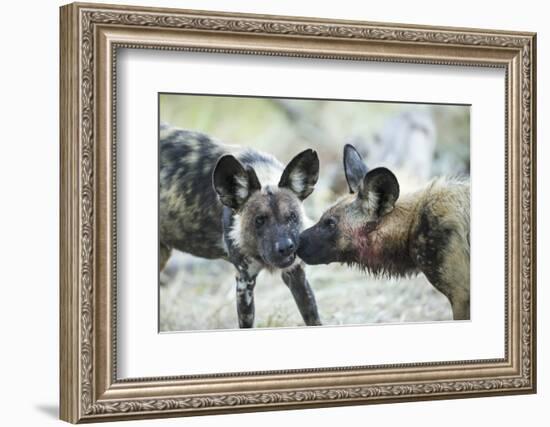 Wild Dogs at Dawn, Moremi Game Reserve, Botswana-Paul Souders-Framed Photographic Print