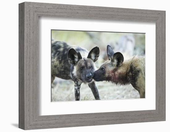 Wild Dogs at Dawn, Moremi Game Reserve, Botswana-Paul Souders-Framed Photographic Print