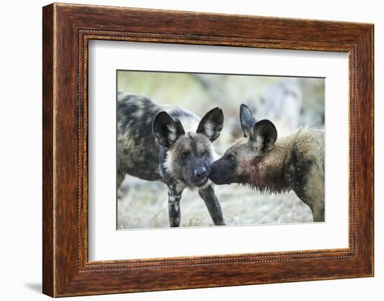 Wild Dogs at Dawn, Moremi Game Reserve, Botswana-Paul Souders-Framed Photographic Print