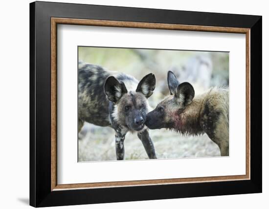 Wild Dogs at Dawn, Moremi Game Reserve, Botswana-Paul Souders-Framed Photographic Print