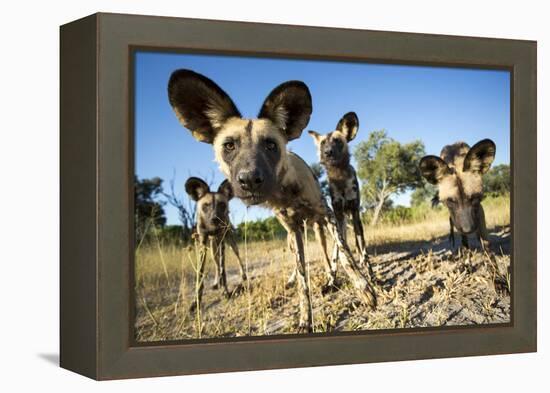 Wild Dogs, Moremi Game Reserve, Botswana-Paul Souders-Framed Premier Image Canvas