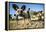 Wild Dogs, Moremi Game Reserve, Botswana-Paul Souders-Framed Premier Image Canvas