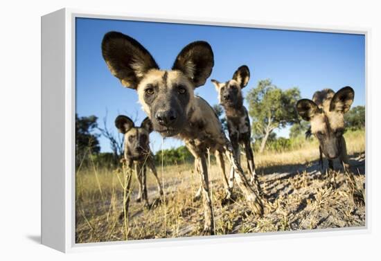 Wild Dogs, Moremi Game Reserve, Botswana-Paul Souders-Framed Premier Image Canvas