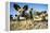 Wild Dogs, Moremi Game Reserve, Botswana-Paul Souders-Framed Premier Image Canvas