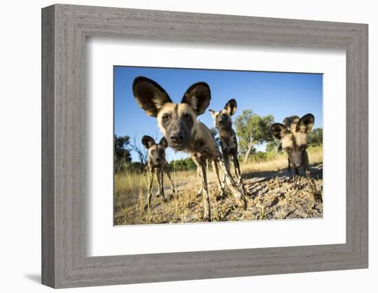 Wild Dogs, Moremi Game Reserve, Botswana-Paul Souders-Framed Photographic Print