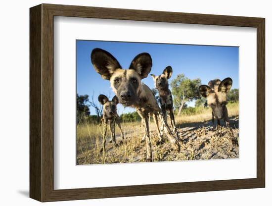 Wild Dogs, Moremi Game Reserve, Botswana-Paul Souders-Framed Photographic Print