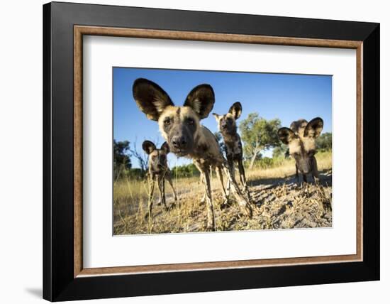 Wild Dogs, Moremi Game Reserve, Botswana-Paul Souders-Framed Photographic Print