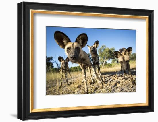 Wild Dogs, Moremi Game Reserve, Botswana-Paul Souders-Framed Photographic Print