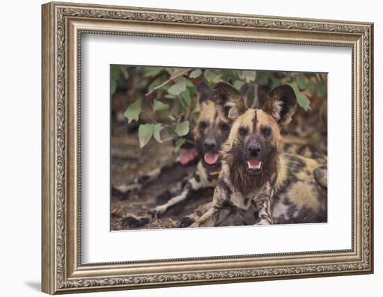 Wild Dogs-DLILLC-Framed Photographic Print