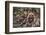 Wild Dogs-DLILLC-Framed Photographic Print