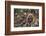 Wild Dogs-DLILLC-Framed Photographic Print