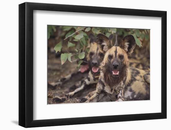Wild Dogs-DLILLC-Framed Photographic Print