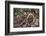 Wild Dogs-DLILLC-Framed Photographic Print