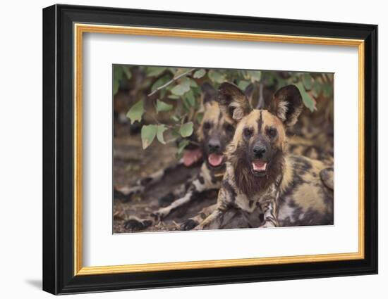 Wild Dogs-DLILLC-Framed Photographic Print