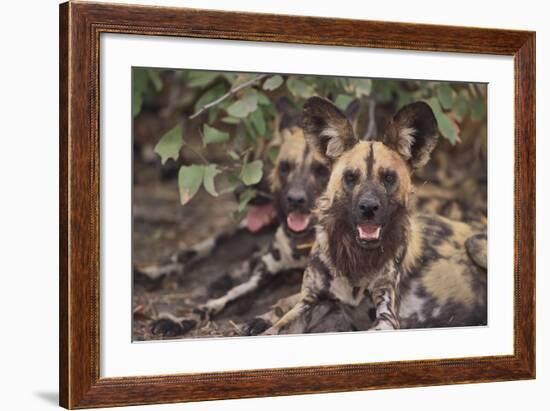 Wild Dogs-DLILLC-Framed Photographic Print