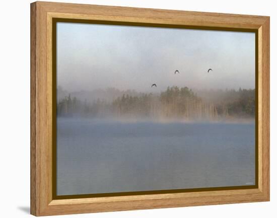 Wild Ducks in Morning Fog Flying over Post Lake on the Wolf River, Wisconsin-null-Framed Premier Image Canvas