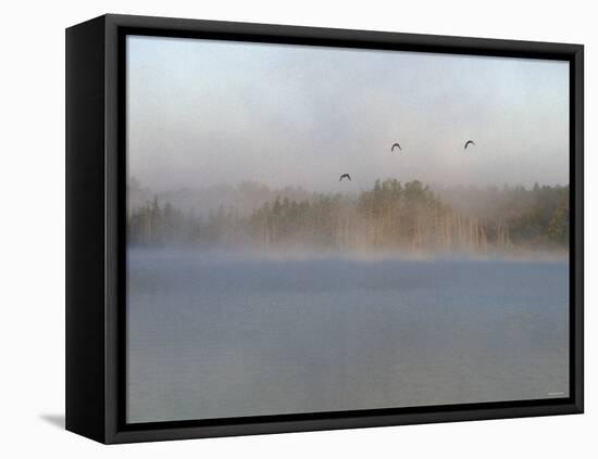 Wild Ducks in Morning Fog Flying over Post Lake on the Wolf River, Wisconsin-null-Framed Premier Image Canvas