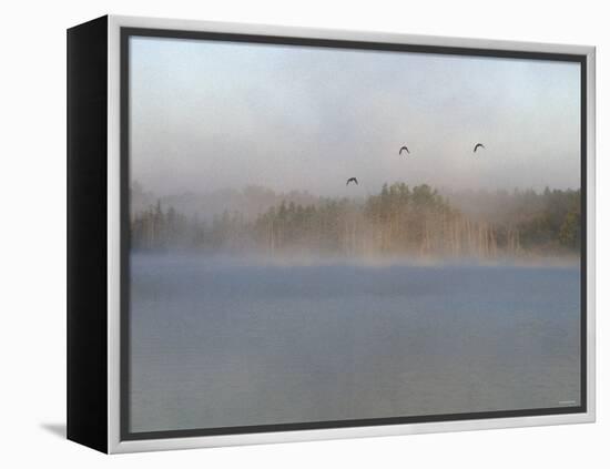 Wild Ducks in Morning Fog Flying over Post Lake on the Wolf River, Wisconsin-null-Framed Premier Image Canvas