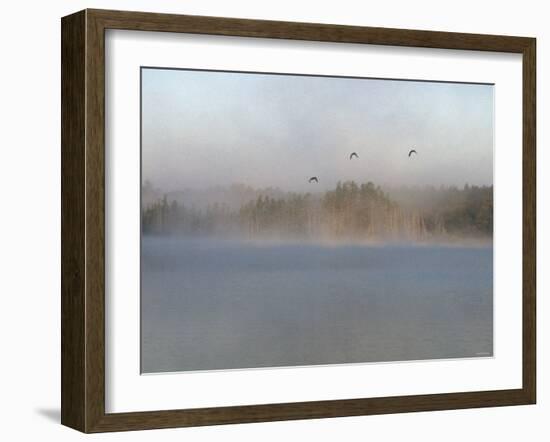 Wild Ducks in Morning Fog Flying over Post Lake on the Wolf River, Wisconsin-null-Framed Photographic Print