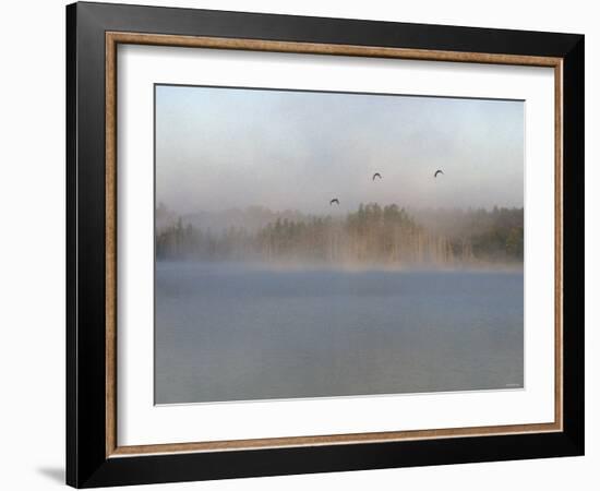 Wild Ducks in Morning Fog Flying over Post Lake on the Wolf River, Wisconsin-null-Framed Photographic Print