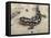 Wild eastern tiger salamander, Ambystoma tigrinum tigrinum, Central Florida.-Maresa Pryor-Framed Premier Image Canvas