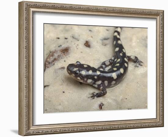 Wild eastern tiger salamander, Ambystoma tigrinum tigrinum, Central Florida.-Maresa Pryor-Framed Photographic Print