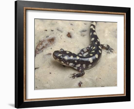 Wild eastern tiger salamander, Ambystoma tigrinum tigrinum, Central Florida.-Maresa Pryor-Framed Photographic Print