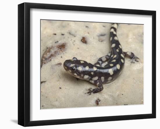 Wild eastern tiger salamander, Ambystoma tigrinum tigrinum, Central Florida.-Maresa Pryor-Framed Photographic Print
