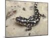Wild eastern tiger salamander, Ambystoma tigrinum tigrinum, Central Florida.-Maresa Pryor-Mounted Photographic Print