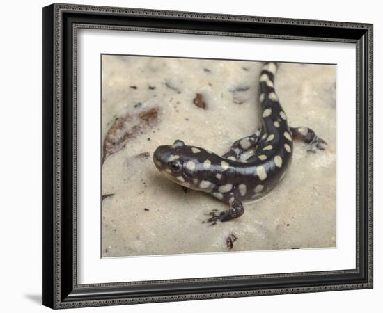 Wild eastern tiger salamander, Ambystoma tigrinum tigrinum, Central Florida.-Maresa Pryor-Framed Photographic Print