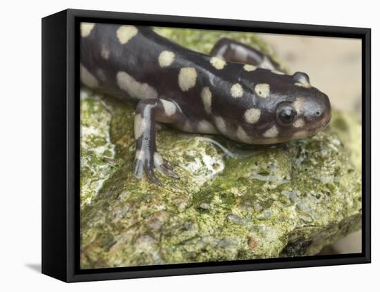 Wild eastern tiger salamander, Ambystoma tigrinum tigrinum, Central Florida.-Maresa Pryor-Framed Premier Image Canvas