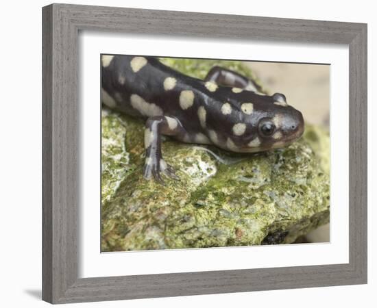 Wild eastern tiger salamander, Ambystoma tigrinum tigrinum, Central Florida.-Maresa Pryor-Framed Photographic Print