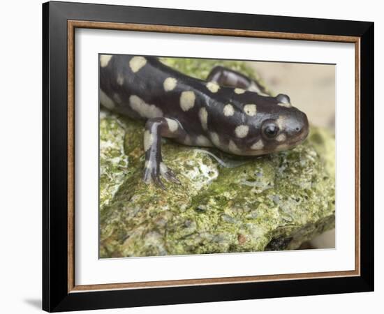 Wild eastern tiger salamander, Ambystoma tigrinum tigrinum, Central Florida.-Maresa Pryor-Framed Photographic Print