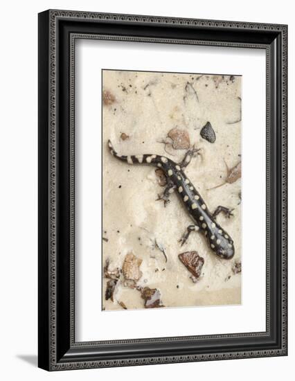 Wild eastern tiger salamander, Ambystoma tigrinum tigrinum, Central Florida.-Maresa Pryor-Framed Photographic Print