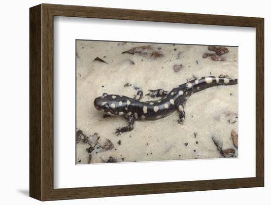 Wild eastern tiger salamander, Ambystoma tigrinum tigrinum, Central Florida.-Maresa Pryor-Framed Photographic Print