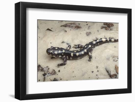 Wild eastern tiger salamander, Ambystoma tigrinum tigrinum, Central Florida.-Maresa Pryor-Framed Photographic Print