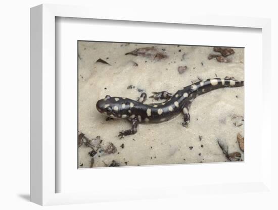 Wild eastern tiger salamander, Ambystoma tigrinum tigrinum, Central Florida.-Maresa Pryor-Framed Photographic Print