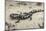 Wild eastern tiger salamander, Ambystoma tigrinum tigrinum, Central Florida.-Maresa Pryor-Mounted Photographic Print