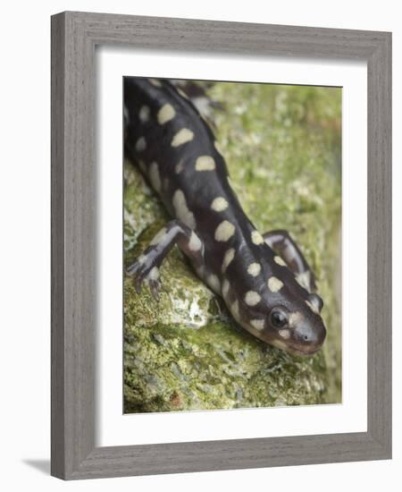 Wild eastern tiger salamander, Ambystoma tigrinum tigrinum, Central Florida.-Maresa Pryor-Framed Photographic Print