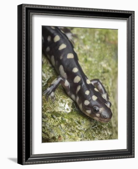 Wild eastern tiger salamander, Ambystoma tigrinum tigrinum, Central Florida.-Maresa Pryor-Framed Photographic Print