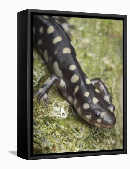 Wild eastern tiger salamander, Ambystoma tigrinum tigrinum, Central Florida.-Maresa Pryor-Framed Premier Image Canvas