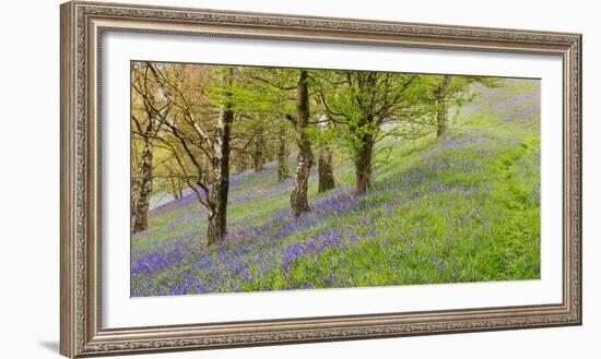 Wild English Bluebells are Lit Up by the Early Morning Sunrise-John Greenwood-Framed Photographic Print