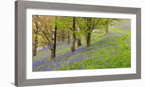 Wild English Bluebells are Lit Up by the Early Morning Sunrise-John Greenwood-Framed Photographic Print