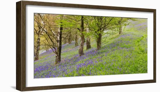 Wild English Bluebells are Lit Up by the Early Morning Sunrise-John Greenwood-Framed Photographic Print