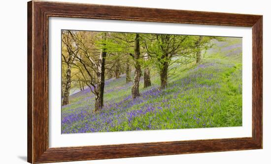 Wild English Bluebells are Lit Up by the Early Morning Sunrise-John Greenwood-Framed Photographic Print